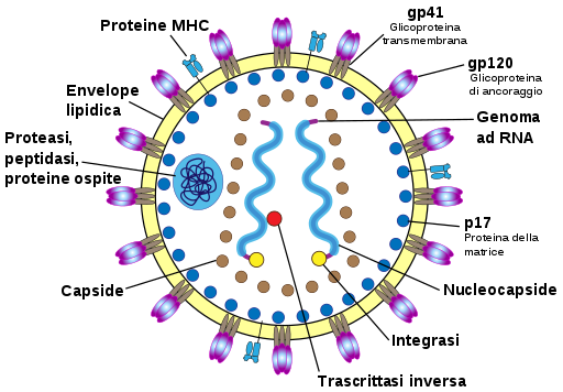Il virus Hiv